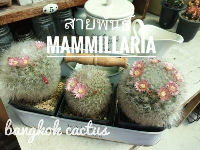 รู้จักกระบองเพชรสายพันธ์ Mammillaria