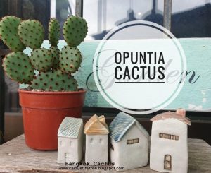 สายพันธุ์กระบองเพชร Opuntia Cactus