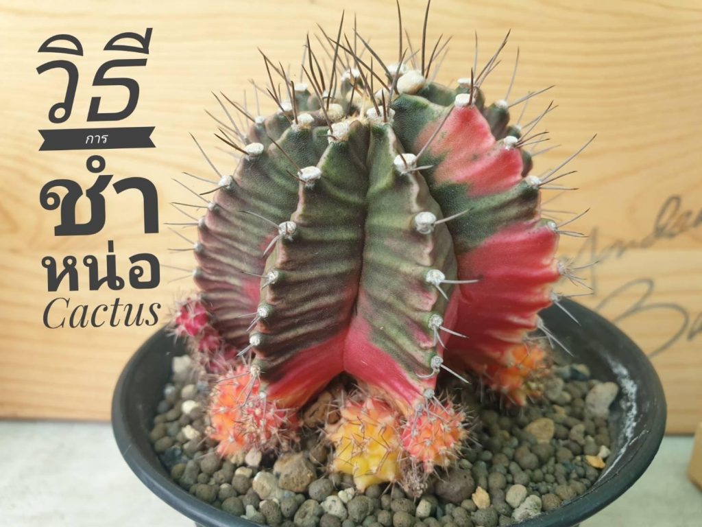 วิธีการปลูกเลี้ยงและดูแลกระบองเพชร