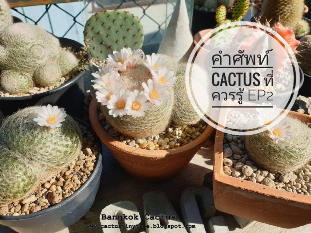 สายพันธุ์กระบองเพชร คำศัพท์