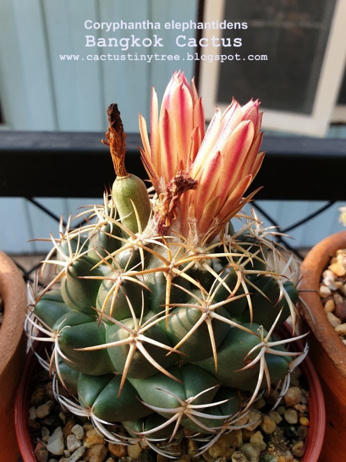 สายพันธุ์กระบองเพชร Coryphantha