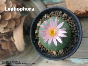 สายพันธุ์กระบองเพชร Lophophora