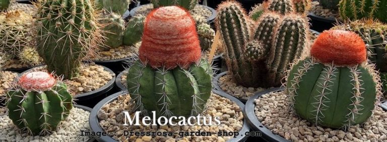 สายพันธุ์กระบองเพชร Melocactus
