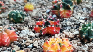 สายพันธุ์กระบองเพชร
