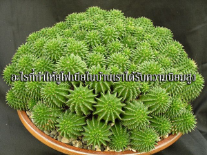 สายพันธุ์กระบองเพชร