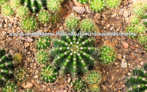 สายพันธุ์กระบองเพชร