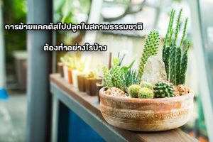 วิธีการปลูกเลี้ยงและดูแลกระบองเพชร