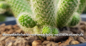 วิธีการปลูกเลี้ยงและดูแลกระบองเพชร