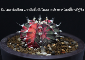 สายพันธุ์กระบองเพชร