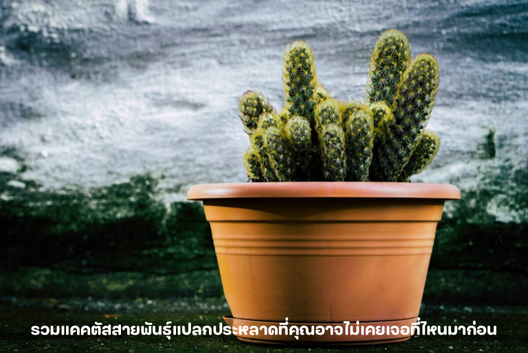 สายพันธุ์กระบองเพชร