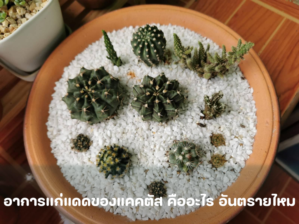 วิธีการปลูกเลี้ยงและดูแลกระบองเพชร