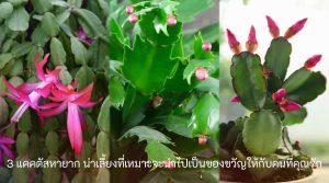 สายพันธุ์กระบองเพชร
