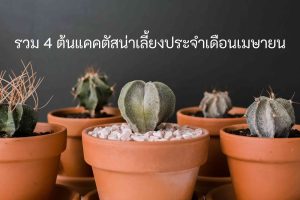 สายพันธุ์กระบองเพชร