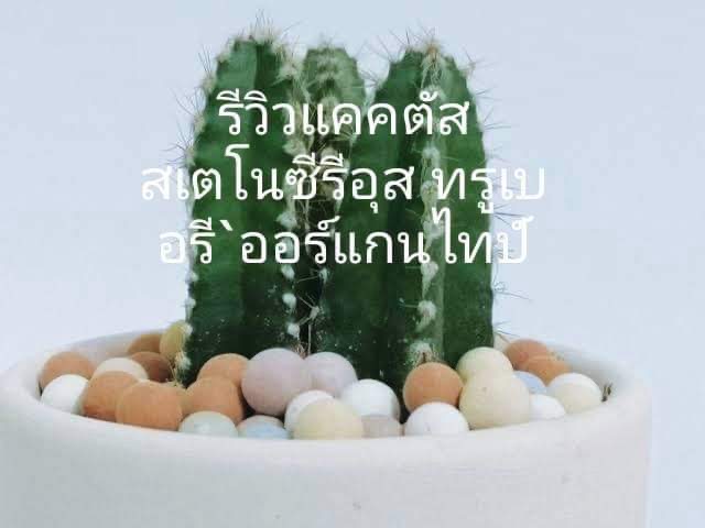 สายพันธุ์กระบองเพชร