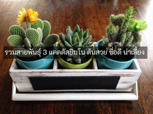 สายพันธุ์กระบองเพชร