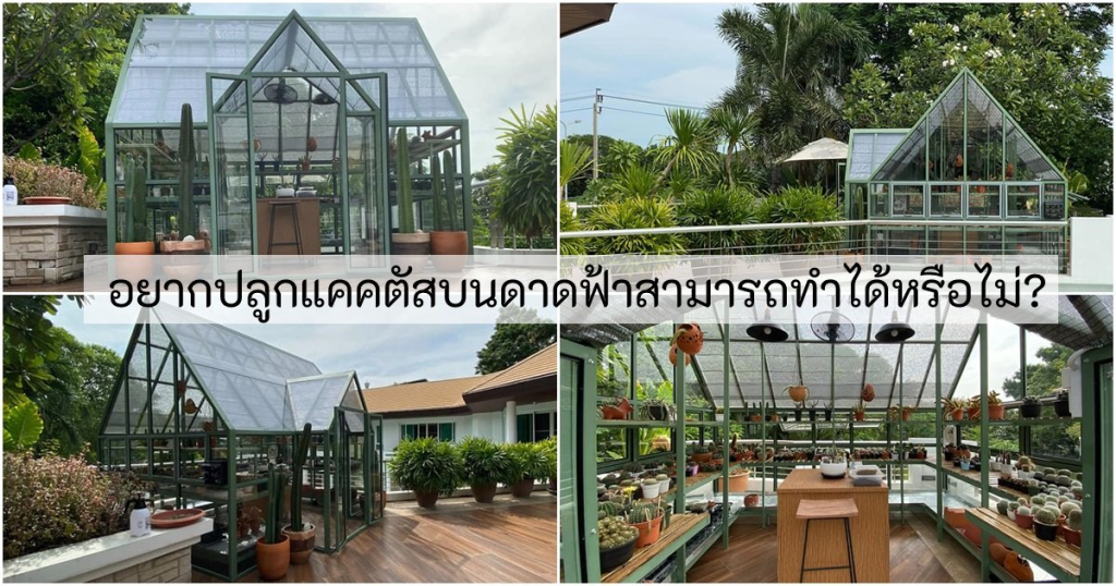 วิธีการปลูกเลี้ยงและดูแลกระบองเพชร