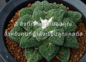 แคคตัสวาไรตี้