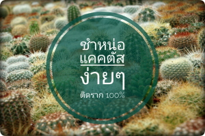 วิธีการปลูกเลี้ยงและดูแลกระบองเพชร