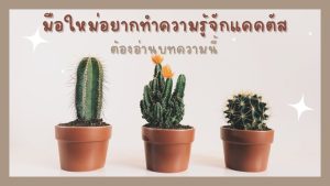 มือใหม่ทำความรู้จักแคคตัส