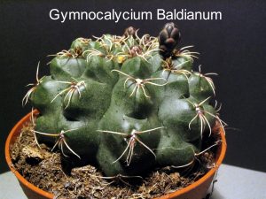 Gymnocalycium Baldianum